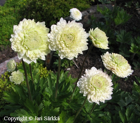 Anemone sylvestris  'Elise Fellman'